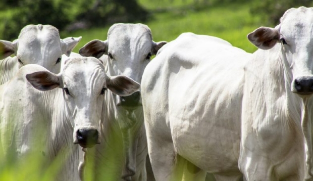 MPF aciona frigorfico por comercializao ilegal de carne e pede indenizao de R$ 312 milhes