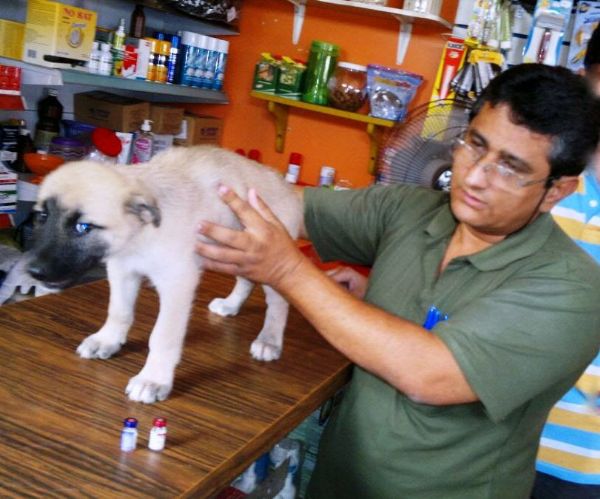 Pet Shop  denunciado ao MPF por crime contra sade pblica