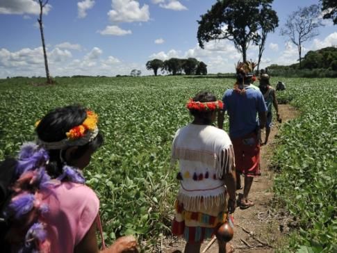 Justia impede colheita de soja contaminada na Terra Indgena Maraiwatsde