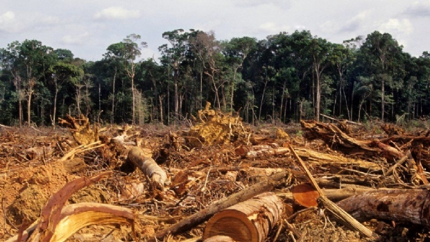 Liminar bloqueia R$ 4,5 milhes de desmatador da Amaznia em Mato Grosso