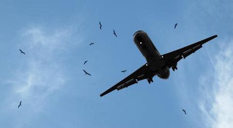Governo federal autoriza abate de aves prximo a aeroportos