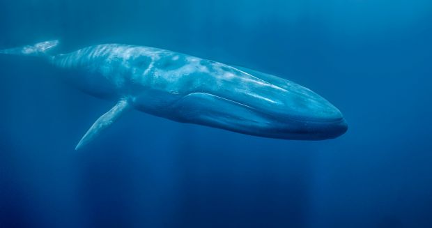 A Baleia Azul