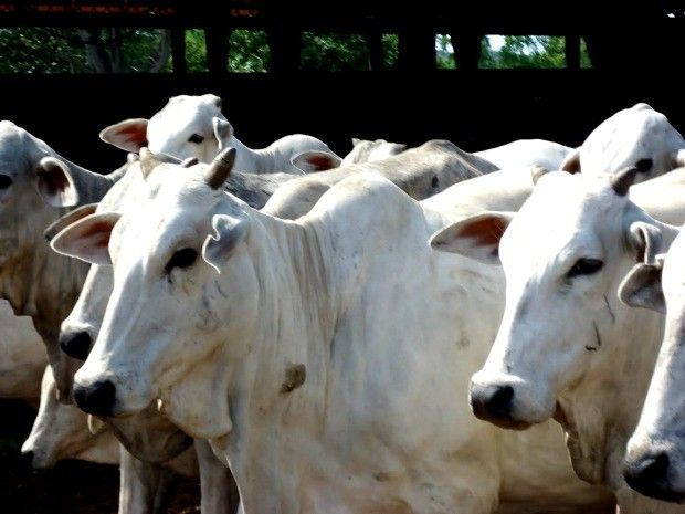 Gerente de fazenda  condenado por vender gado sem autorizao do dono