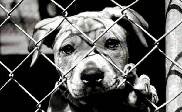 Justia autoriza a invaso domiciliar para resgate de animais sob maus tratos, explica advogado