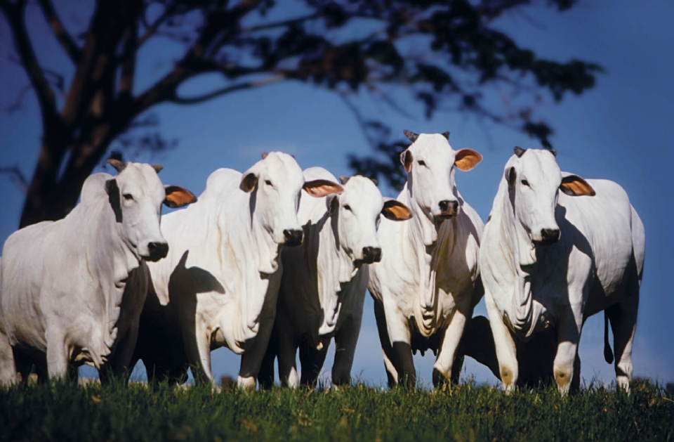 Ministrio Pblico investiga 11 frigorficos em Mato Grosso para saber origem do gado; veja lista