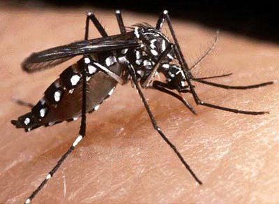 MPE diz que Chapada dos Guimares corre risco de epidemia de Febre Amarela e Dengue