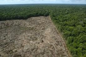 MPF denuncia desmatamento em terra indgena e cobra 42 milhes de fazendeiros