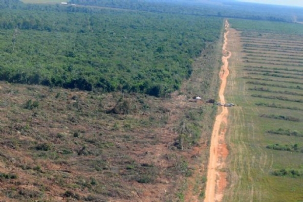 Promotor investiga fazendeiros por desmatamento em rea de preservao