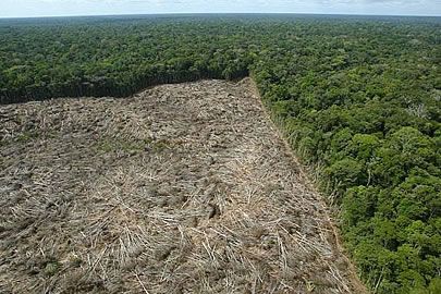 AGU assegura condenao e pecuarista ter de recuperar 1.885 hectares de floresta nativa em MT