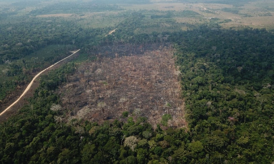 Tribunal fixa multa e danos morais em R$ 250 mil por desmatamento de 1,1 mil hectares na Amazônia