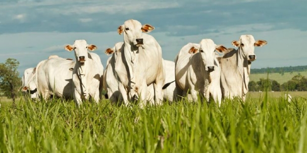 MP aponta desmatamento ilegal e 'lavagem de gado' para investigar Guias de Trnsito Animal