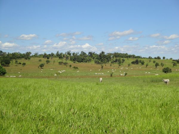 Justia embarga fazenda com 1.180 hectares por desmatamento em rea de reserva