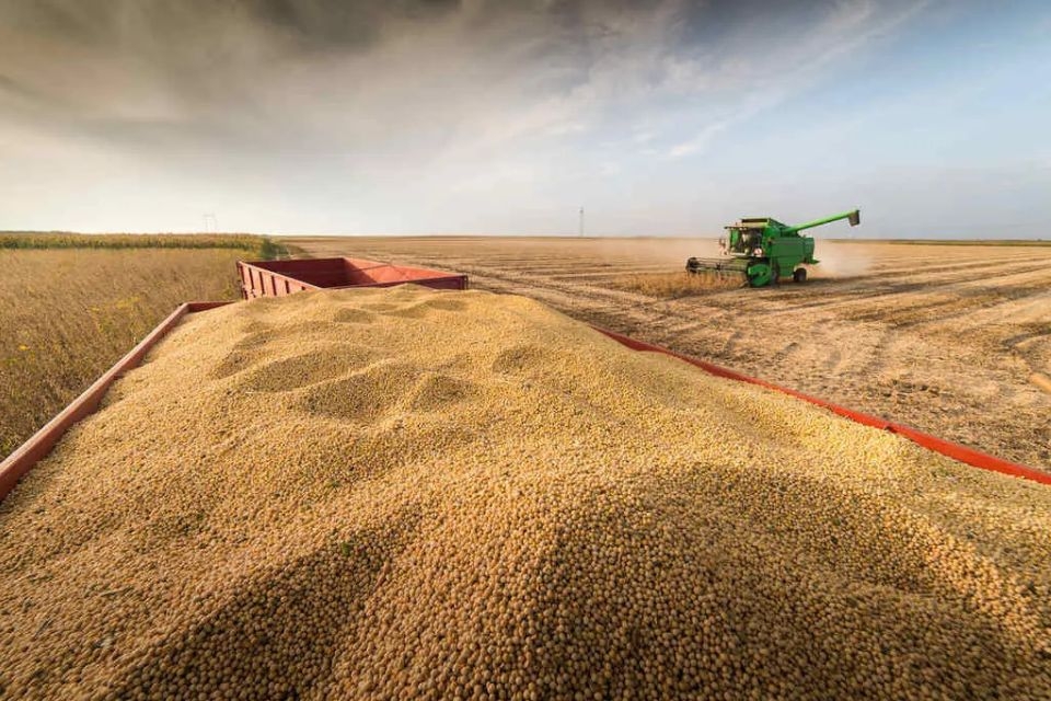 STF determina que Bayer pague R$ 10 bilhes de royalties de soja a produtores rurais de MT