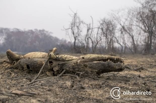 MP abre processo contra fazenda acusada por incêndios no Pantanal e cobra indenização de R$ 8,9 milhões