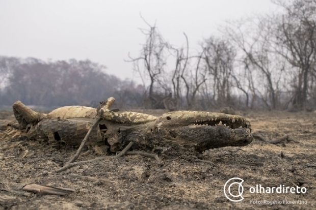 Relatrio aponta que 60% dos focos de incndios no Pantanal tm ligao com atividades agropastoris