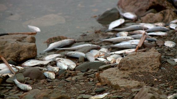 O acordo foi firmado em dois processos que apuram a prtica de ilcito ambiental em razo da morte de milhares de peixes na execuo das obras do empreendimento.