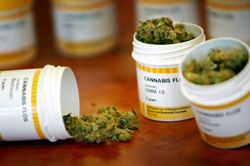 CCJ do Senado aprova uso medicinal da maconha e flexibilizao no porte de drogas