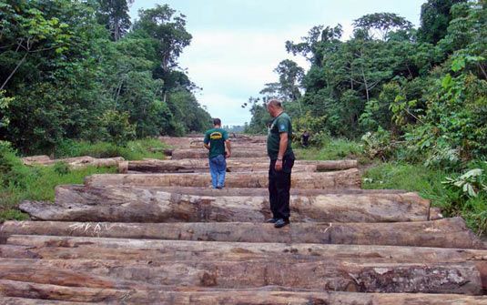 Recursos da venda de madeiras apreendidas tero destinao social em MT