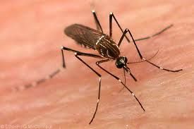 TAC estabelece medidas para controlar e prevenir a dengue