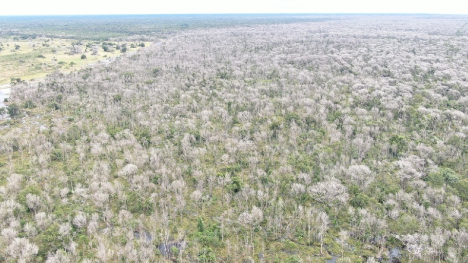 Ministrio Pblico recorre ao TJ para garantir priso preventiva de pecuarista que desmatou o Pantanal