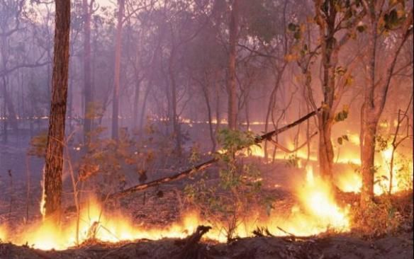 MPF apura relao entre produtores rurais e bancos em inqurito sobre queimadas