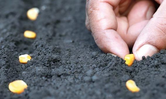 Empresa é condenada por vender sementes que não germinaram causando prejuízo de R$ 200 mil